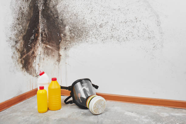 Best HVAC Mold Remediation in Yermo, CA
