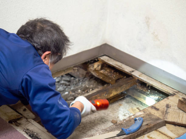 Best Commercial Mold Remediation in Yermo, CA