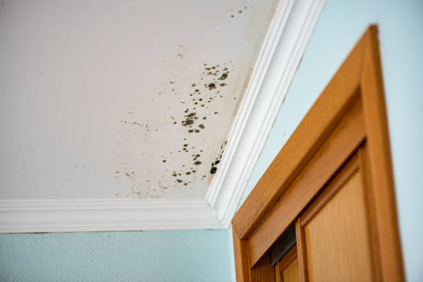 Best Black Mold Remediation in Yermo, CA