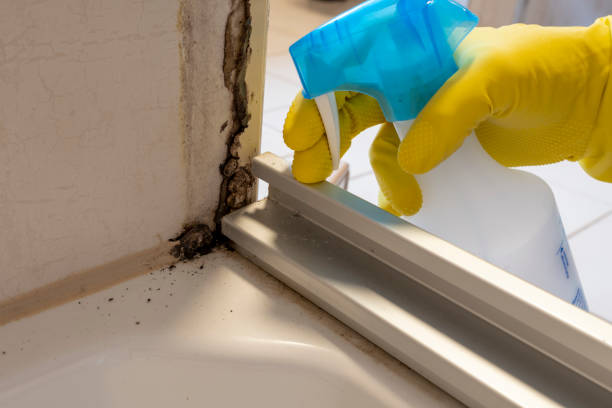 Best Basement Mold Remediation in Yermo, CA