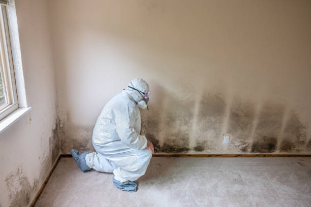 Best Residential Mold Remediation in Yermo, CA